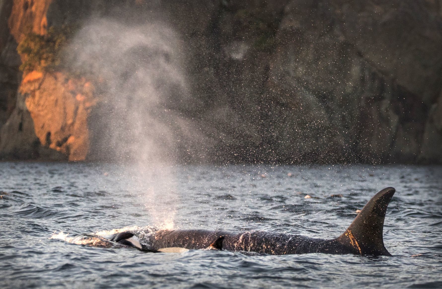 US-NEWS-ENV-ORCAS-4-SE